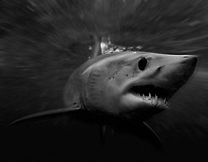 Mako shark by Charles Wright 